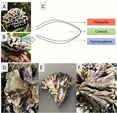 Microbiome Community Structure and Functional Gene Partitioning in Different Micro-Niches Within a Sporocarp-Forming Fungus